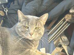 Lost Male Cat last seen Woodward and 12, Royal Oak, MI 48073
