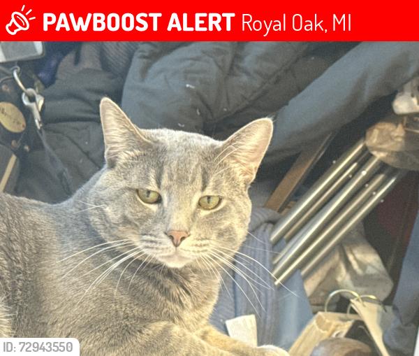 Lost Male Cat last seen Woodward and 12, Royal Oak, MI 48073