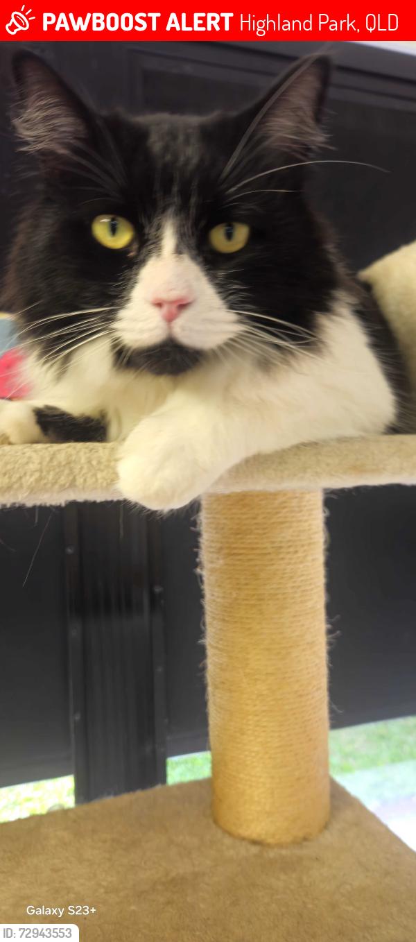 Lost Male Cat last seen Alexandra Drive , Highland Park, QLD 4211