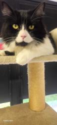 Lost Male Cat last seen Alexandra Drive , Highland Park, QLD 4211
