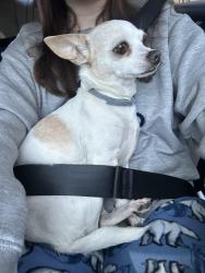 Lost Female Dog last seen Wesley Chapel United Methodist church , Villa Rica, GA 30180
