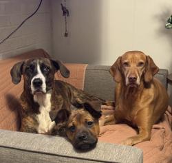 Reunited Female Dog last seen Near East 19th Avenue Denver CO 80220, Denver, CO 80220