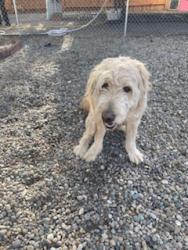 Reunited Male Dog last seen Malaga ct SE Rio , Rio Rancho, NM 87124
