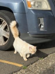 Found/Stray Male Cat last seen 42nd and NE ingsworth St, Portland, OR 97218