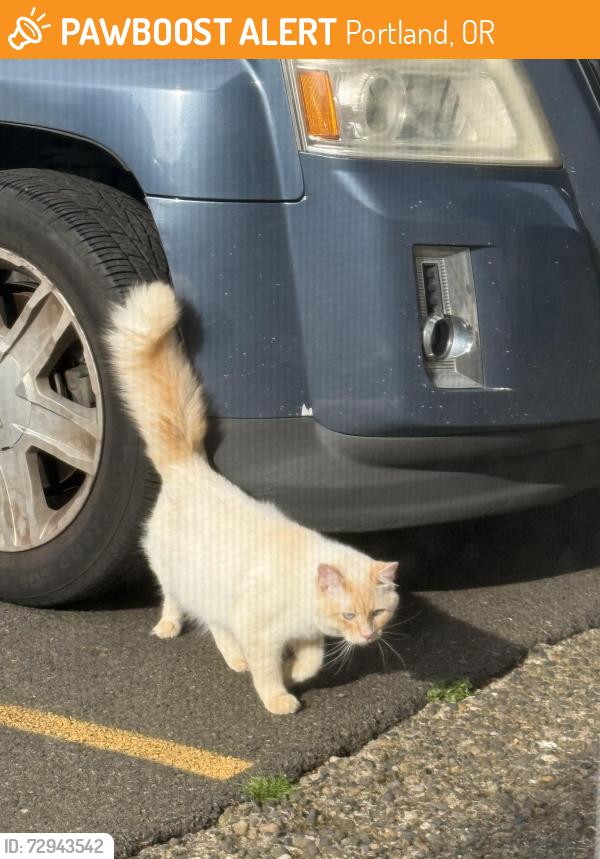 Found/Stray Male Cat last seen 42nd and NE ingsworth St, Portland, OR 97218
