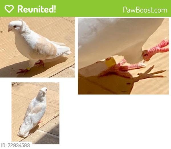 Reunited Unknown Bird last seen N. Power Rd and E. McKellips Rd., Mesa, AZ 85207