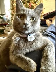 Lost Female Cat last seen Cold Springs Rd. Chadwick Dr. Concord NC , Concord, NC 28025