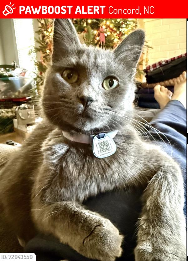 Lost Female Cat last seen Cold Springs Rd. Chadwick Dr. Concord NC , Concord, NC 28025