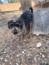 Found/Stray Male Dog last seen Malaga ct SE Rio , Rio Rancho, NM 87124