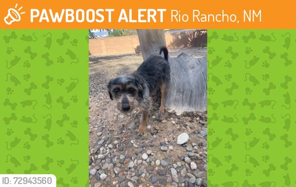 Found/Stray Male Dog last seen Malaga ct SE Rio, Rio Rancho, NM 87124