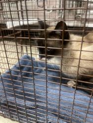 Shelter Stray Male Cat last seen , Chatsworth, CA 91311