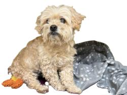 Shelter Stray Female Dog last seen , Los Angeles, CA 90031