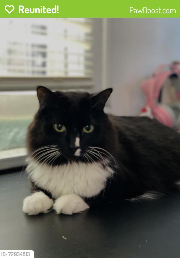 Reunited Male Cat last seen Near and Old shakopee road, Bloomington, MN 55437