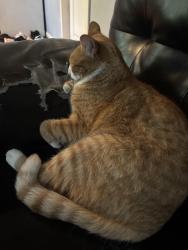 Reunited Male Cat last seen 18th and loomis, Chicago, IL 60608