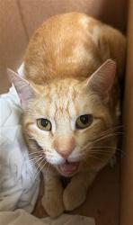 Shelter Stray Male Cat last seen MACK RD & SAMOS WAY, Sacramento, CA 95818