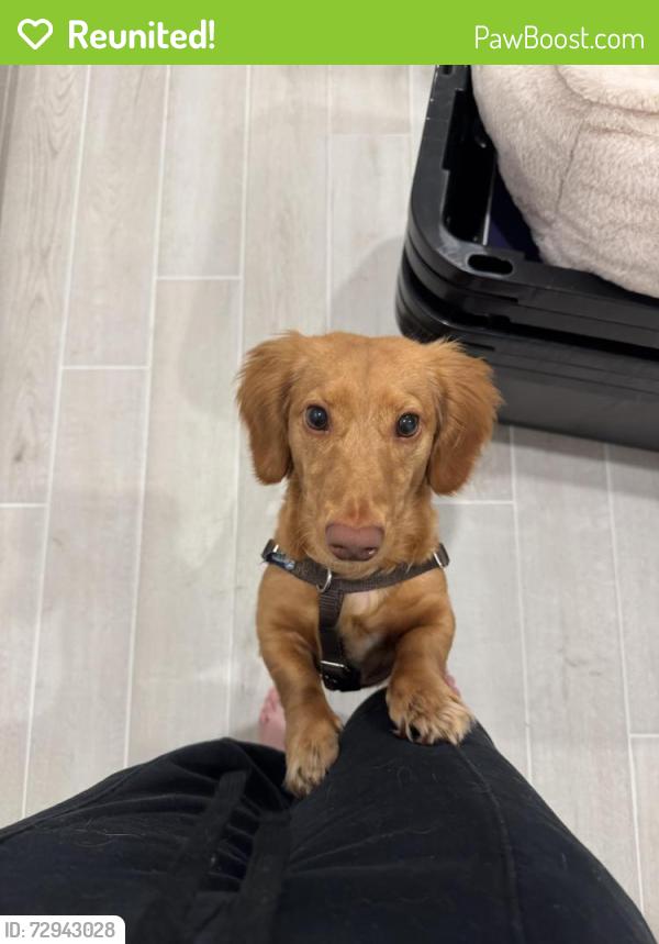 Reunited Male Dog last seen Near Pennywhistle, Menifee, CA 92585