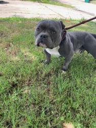 Shelter Stray Male Dog last seen Near BLOCK SW 67TH ST OKLAHOMA CITY, OK 73159, Oklahoma City, OK 73129