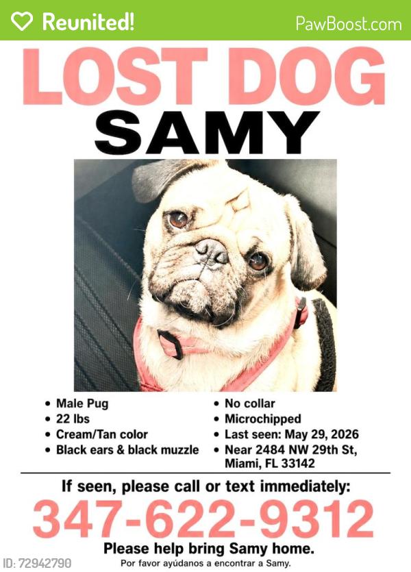 Reunited Male Dog last seen Near st NW y 27th ave Miami , Miami, FL 33142