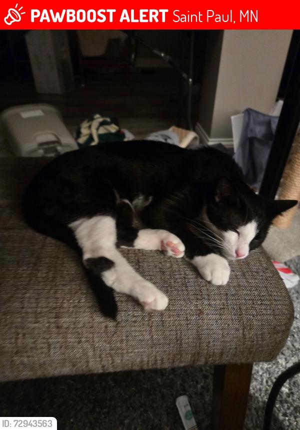 Lost Male Cat last seen Cedar & 46, Saint Paul, MN 55124