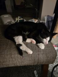Lost Male Cat last seen Cedar & 46, Saint Paul, MN 55124