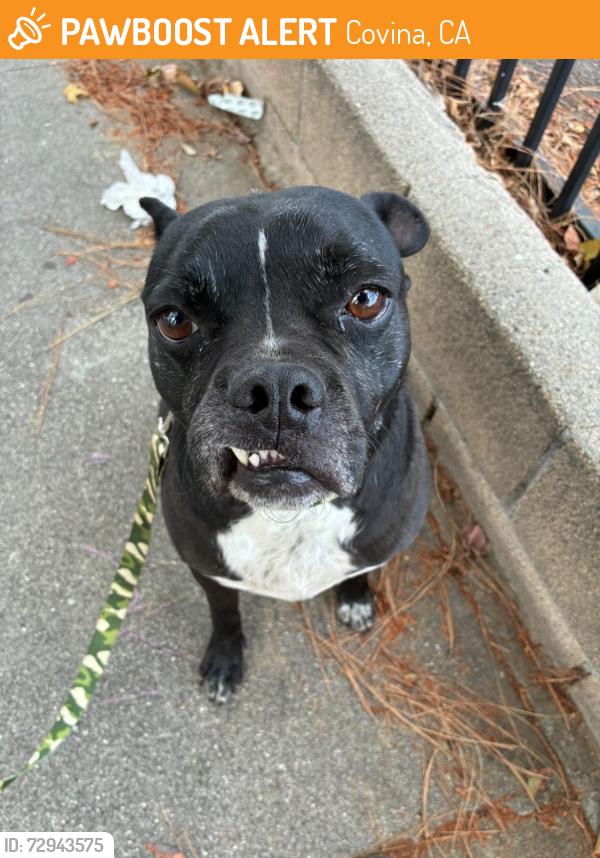 Found/Stray Male Dog last seen W Edna pl, Covina ca 91722, Covina, CA 91722