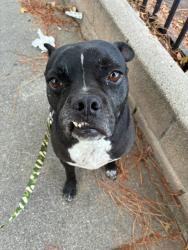 Found/Stray Male Dog last seen W Edna pl, Covina ca 91722, Covina, CA 91722