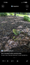 Found/Stray Unknown Bird last seen N Potato Point, Appleton, WI 54911