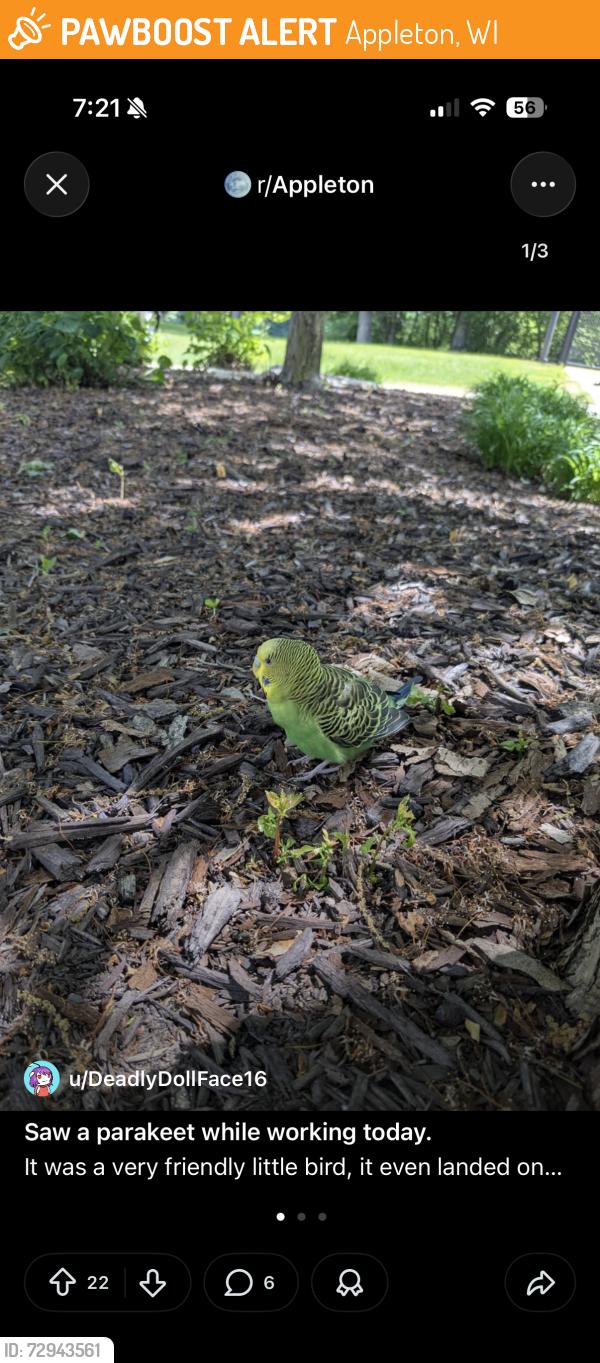 Found/Stray Unknown Bird last seen N Potato Point, Appleton, WI 54911