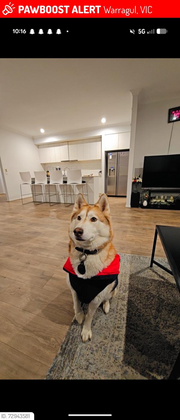Lost Male Dog last seen mangrove street, Warragul, VIC 3820
