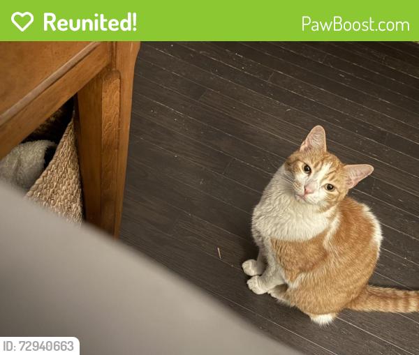 Reunited Male Cat last seen Castling Ct and Middlegame Way, Wake Forest, NC 27587