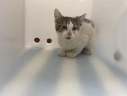 Shelter Stray Unknown Cat last seen Near BLOCK S 24TH ST, Milwaukee, WI 53215