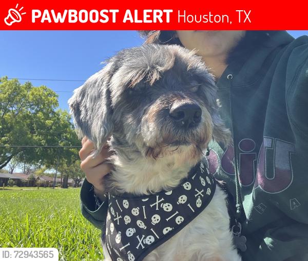 Lost Male Dog last seen Hinman St/Rockhill St/  St, Houston, TX 77061