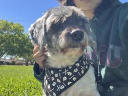 Lost Male Dog last seen Hinman St/Rockhill St/  St, Houston, TX 77061