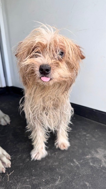 Shelter Stray Male Dog last seen Near BLK S UNION AV, BAKERSFIELD, CA, Bakersfield, CA 93307