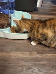 Reunited Female Cat last seen 132nd and 240th, Kent, WA 98042
