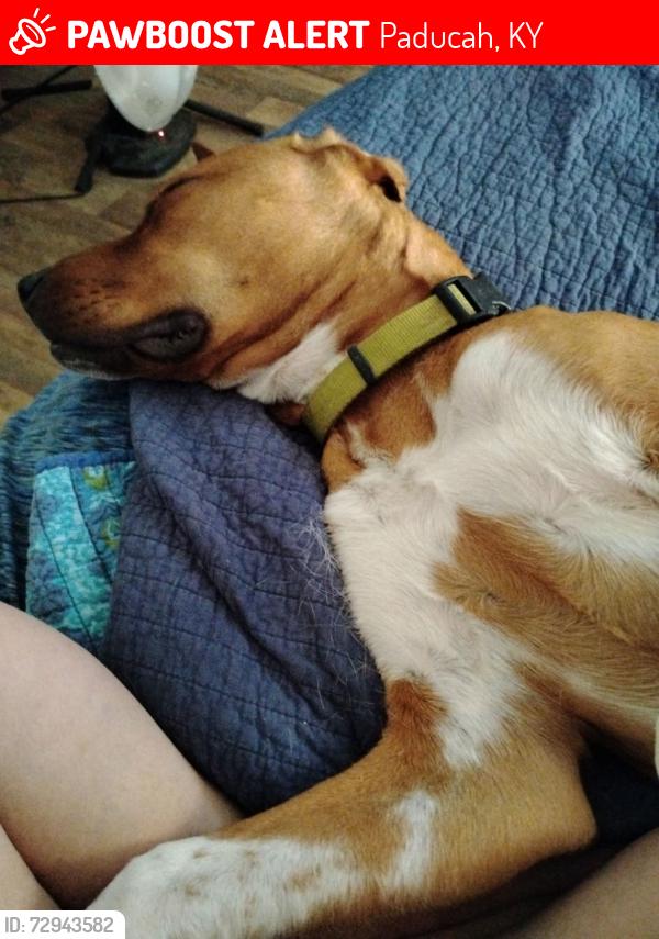 Lost Male Dog last seen Kfc and taco bell , Paducah, KY 42003