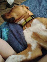 Lost Male Dog last seen Kfc and taco bell , Paducah, KY 42003