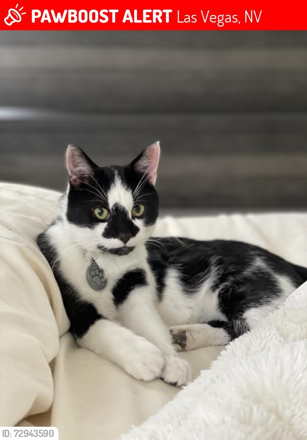 Lost Male Cat last seen Flamingo and Ft. Apache, Las Vegas, NV 89147