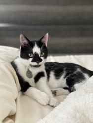 Lost Male Cat last seen Flamingo and Ft. Apache, Las Vegas, NV 89147