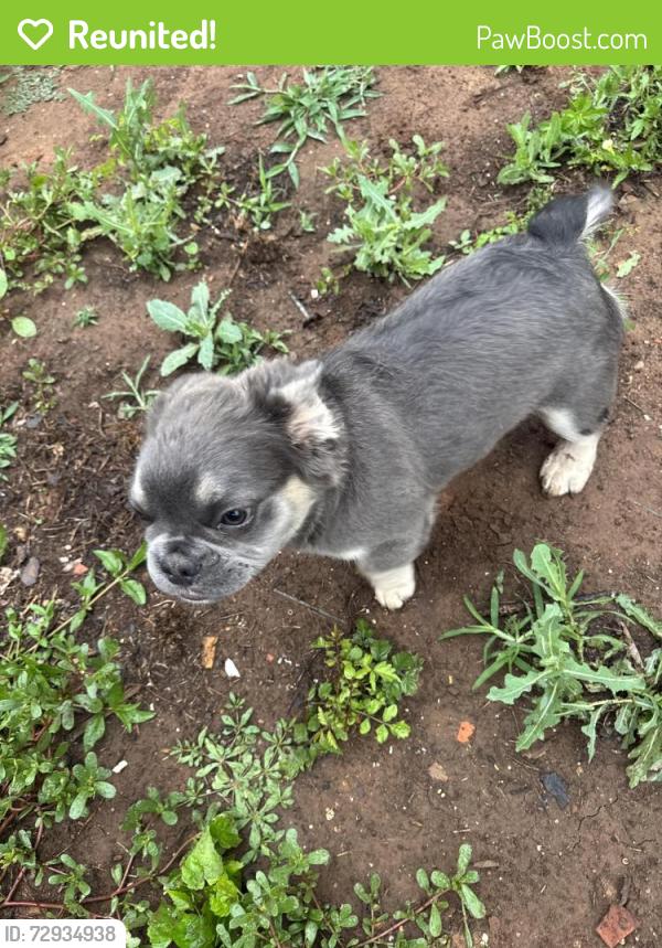 Reunited Male Dog last seen Ann Arbor , Oklahoma City, OK 73128