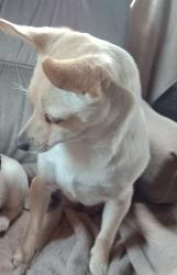 Reunited Female Dog last seen Miner , Stockton, CA 95205