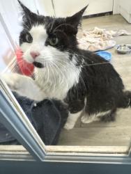 Reunited Male Cat last seen Near Scott drive, Sterling, VA 20164