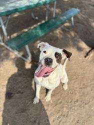 Shelter Stray Female Dog last seen VALLEY AND S RIVERSIDE, San Bernardino, CA 92401
