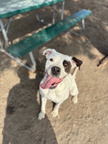 Shelter Stray Female Dog last seen VALLEY AND S RIVERSIDE, San Bernardino, CA 92401