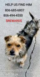 Lost Male Dog last seen 16th St Park, Plainview, TX 79072