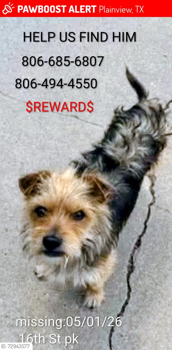 Lost Male Dog last seen 16th St Park, Plainview, TX 79072