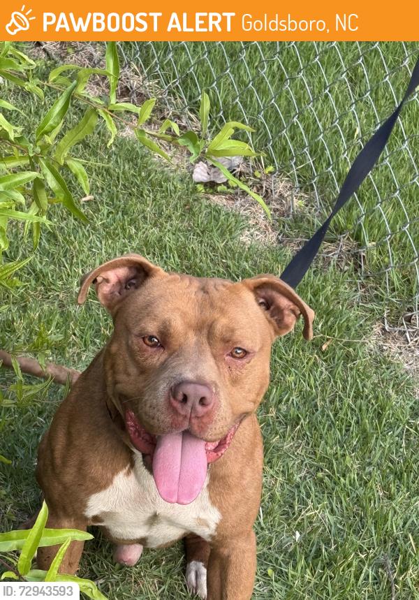 Found/Stray Male Dog last seen Elm street , Goldsboro, NC 27530