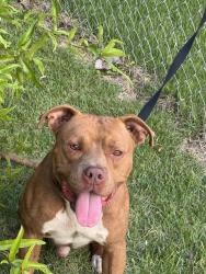 Found/Stray Male Dog last seen Elm street , Goldsboro, NC 27530