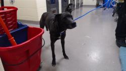 Shelter Stray Female Dog last seen Near BLOCK N GARFIELD ST, DENVER CO 80206, Denver, CO 80223