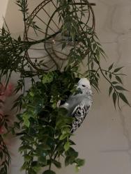 Found/Stray Unknown Bird last seen Byron northview public school, London, ON N6H 3W7